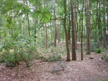 lokaal